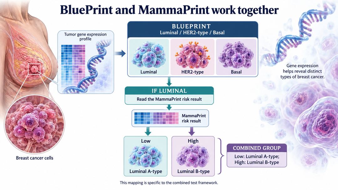 Molecular Subtypes of Breast Cancer — illustration 2